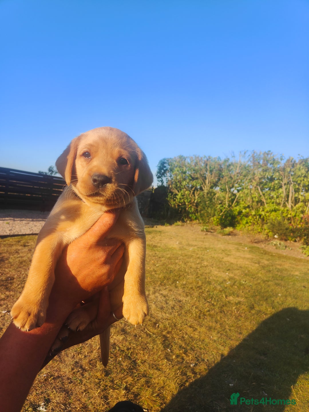 Labrador Retriever dogs for sale: Labrador puppies KC reg  - Image 9