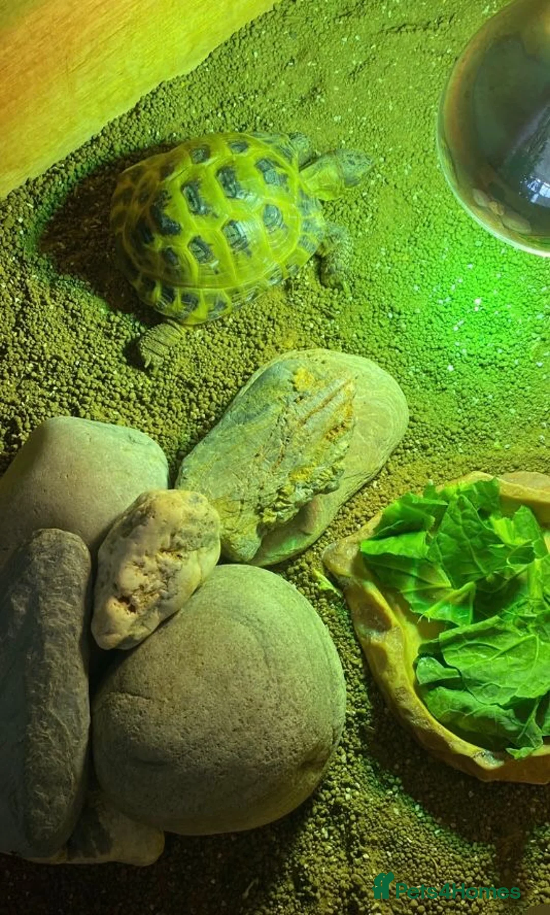 Turtle reptiles for sale: Active and energetic Flash! in Ascot - Advert 2