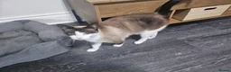 Snowshoe cats for sale: A VERY SPECIAL GIRL LOOKING FOR HER FOREVER HOME - Advert 4