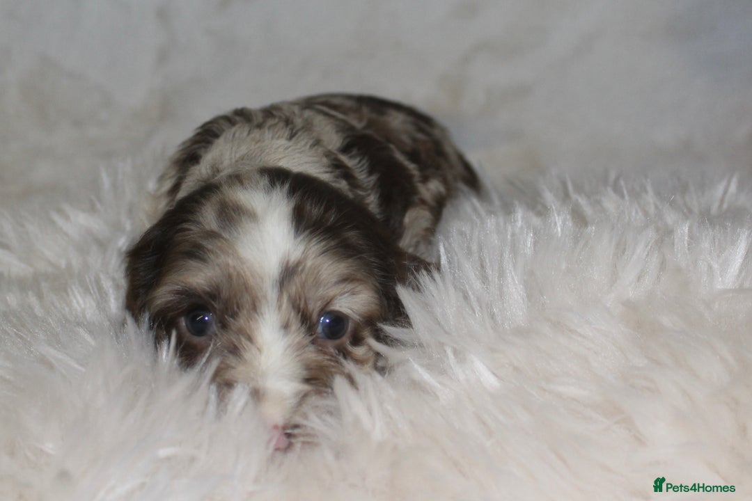 Cocker Spaniel dogs for sale:  Cocker Spaniel Puppies – Ready Soon - Advert 4