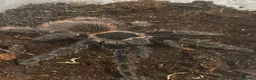 Tarantulas invertebrates for sale: Brazilian Pink salmon tarantulas  - Advert 5