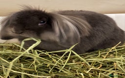 Lionhead rabbits for sale: Rabbit brothers looking for a sweet family - Image 5