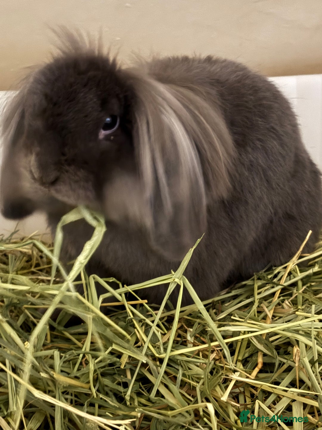 Lionhead rabbits for sale: Rabbit brothers looking for a sweet family - Image 5