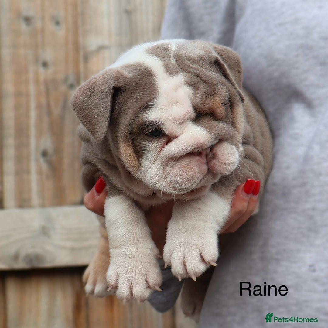 English Bulldog dogs for sale: Outstanding English bulldog puppies - Image 22