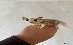 Sugar Glider rodents for sale: Breeding group of sugar gliders available  - Image 3