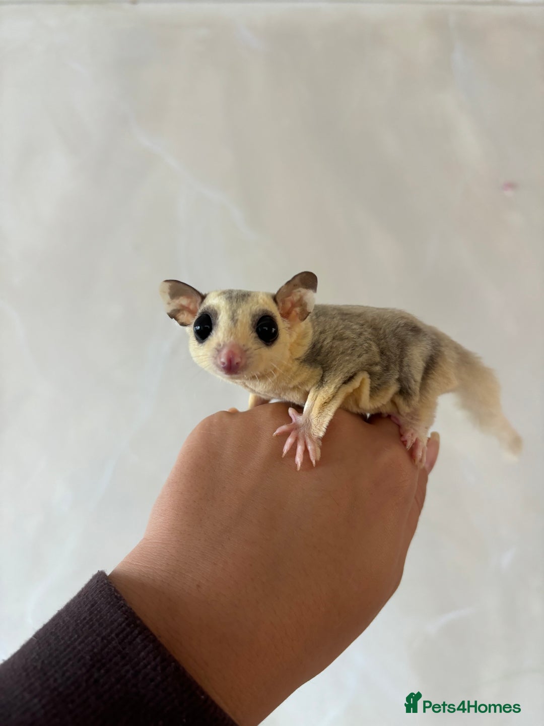 Sugar Glider rodents for sale: Breeding group of sugar gliders available  - Image 3