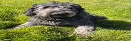 Bernedoodle dogs for sale: Merle Bernedoodle Available  - Advert 12