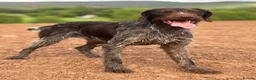 German Wirehaired Pointer dogs for stud: German Wirehaired Pointer at Stud - Advert 1