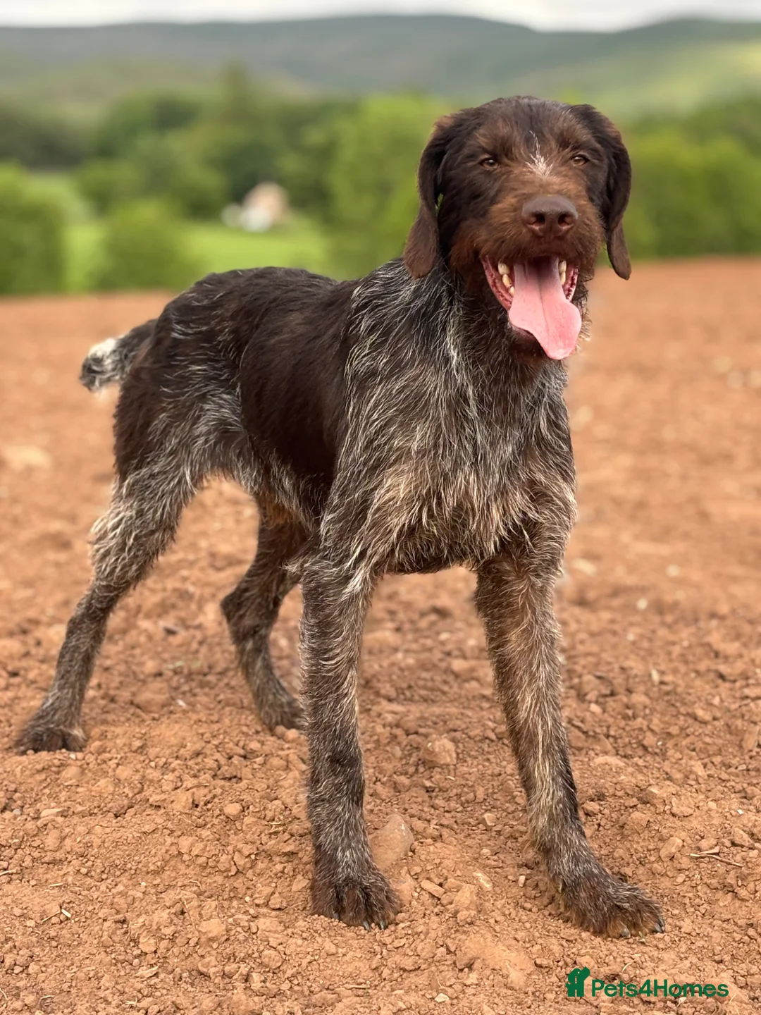 German Wirehaired Pointer dogs for stud: German Wirehaired Pointer at Stud - Advert 1