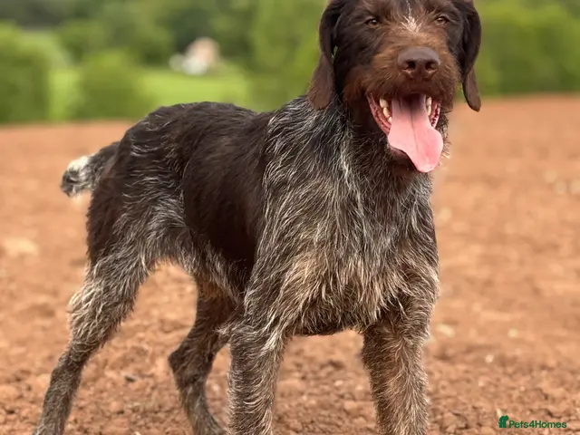 German Wirehaired Pointer dogs for stud: German Wirehaired Pointer at Stud - Advert 2