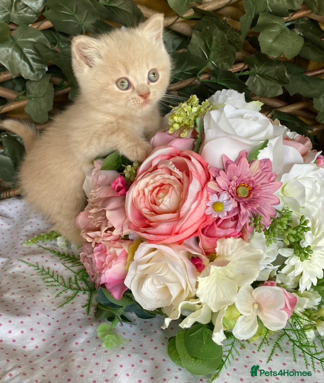 British Longhair cats for sale: British long and shorthair kittens  - Advert 2