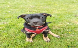 Rottweiler dogs for stud: Rottweiler cross for stud - Image 11