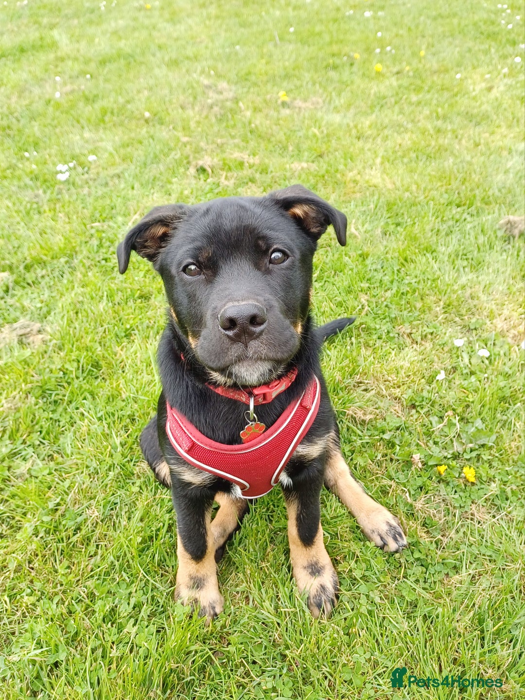 Rottweiler dogs for stud: Rottweiler cross for stud - Image 11