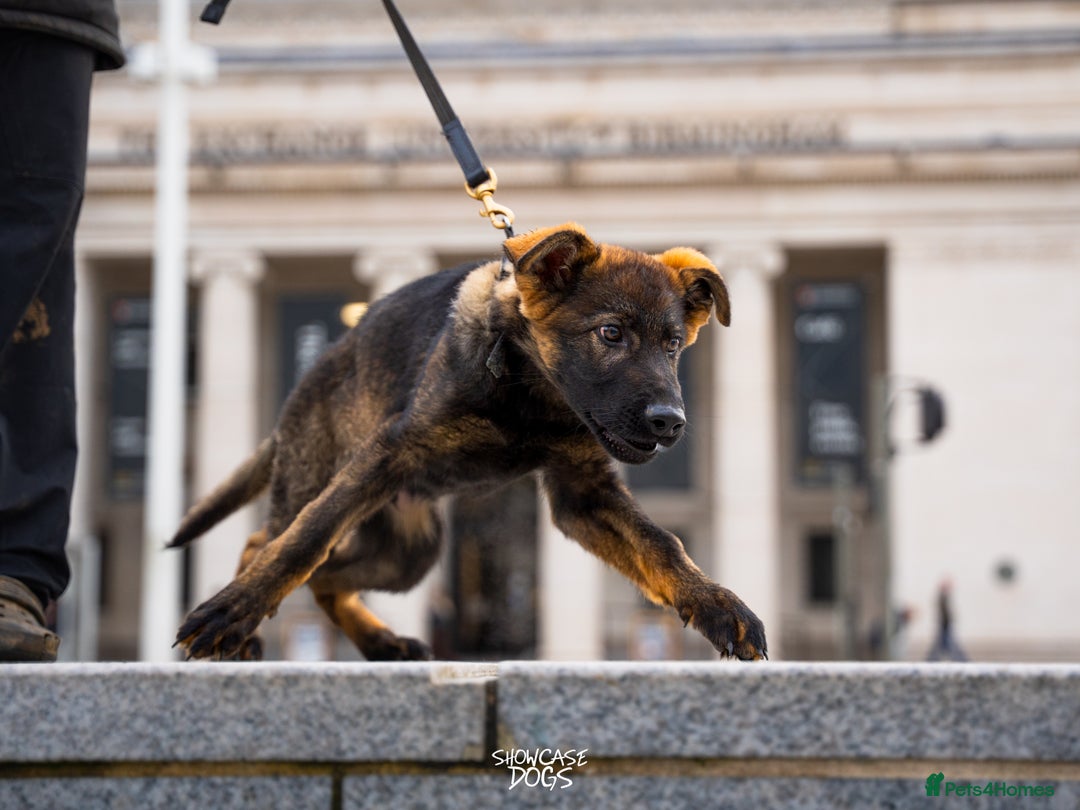 German Shepherd dogs for sale: Trained Young Prospect with further potential - Advert 1