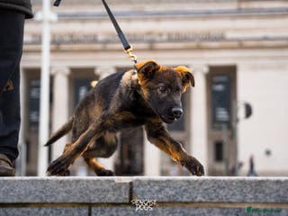 German Shepherd dogs Trained Young Prospect with further potential - Advert 1