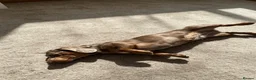 Miniature Dachshund dogs for sale: 2 Kc sisters  in Eastleigh - Advert 1