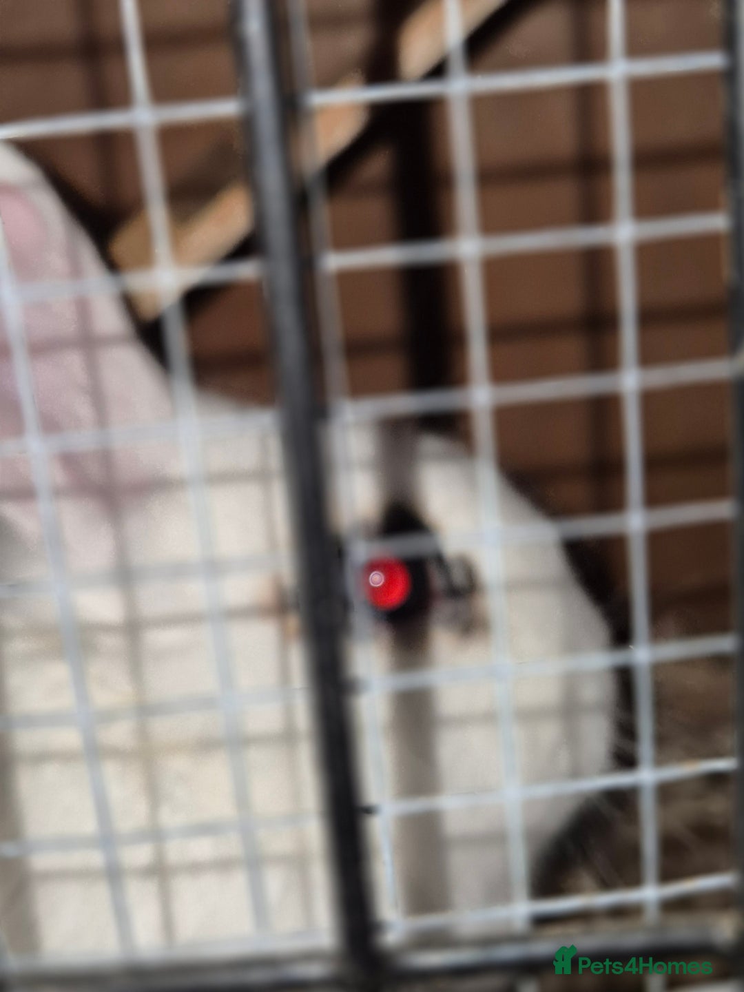 Mixed Breed rabbits for sale: Female rabbit - Advert 2