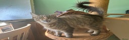 Maine Coon cats for sale: Tica registered active mainecoon girl - Advert 7