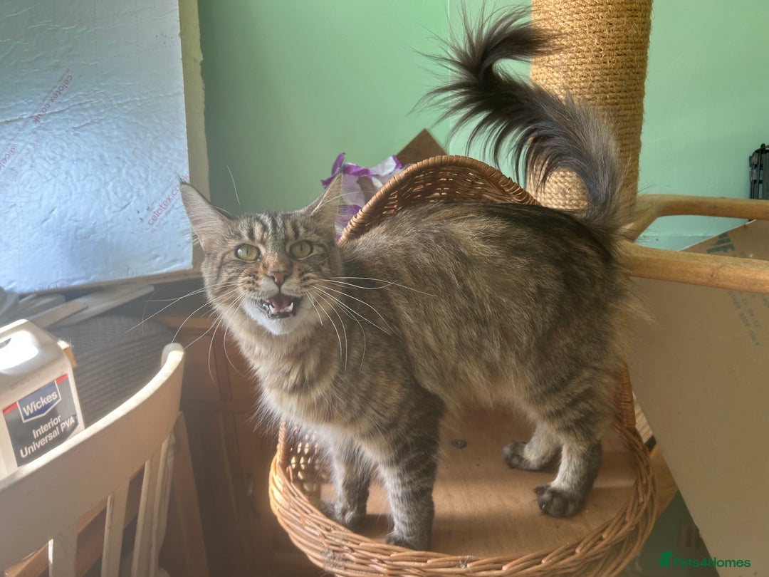 Maine Coon cats for sale: Tica registered active mainecoon girl - Advert 7