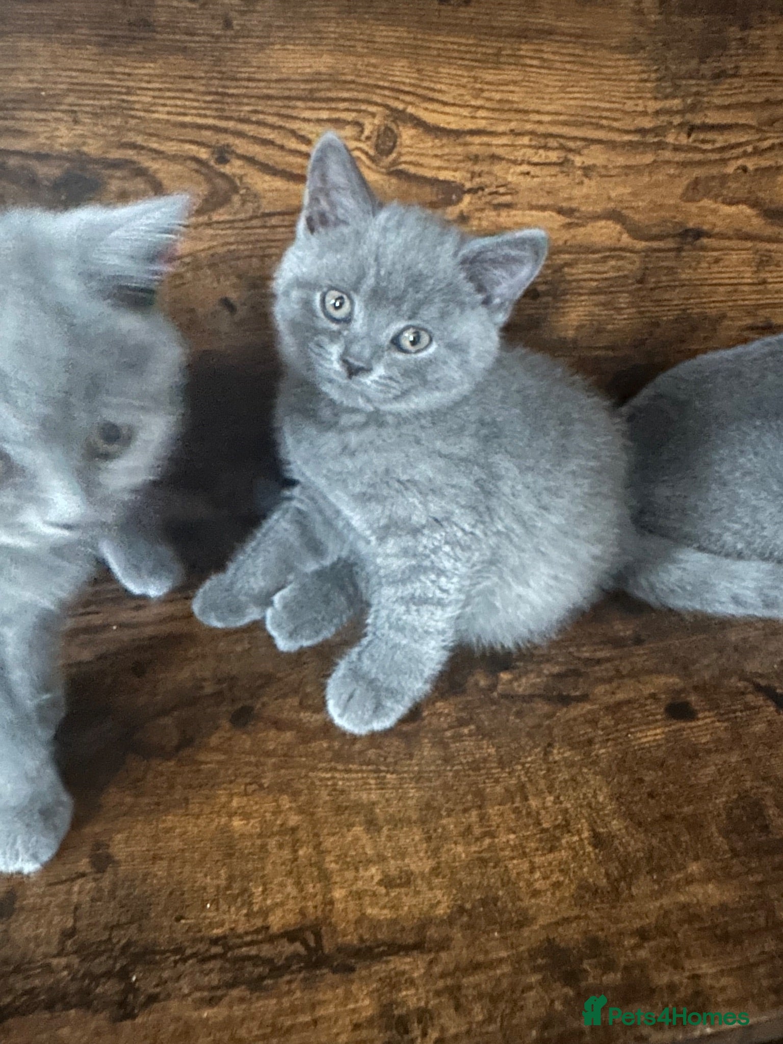 British Shorthair cats Pure Pedigree GCCF-Registered kittens  - Advert 5
