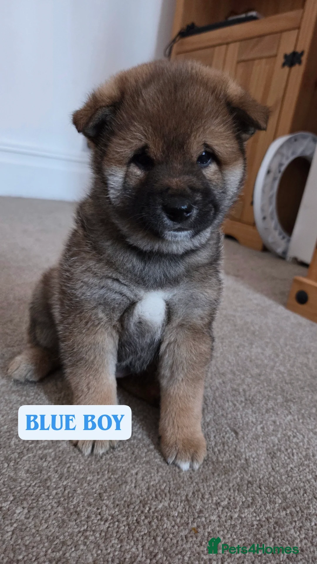 Japanese Shiba Inu dogs for sale: Shiba Inu – 5 Puppies  - Advert 5
