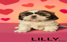 Shih Tzu dogs for sale: 💕🐶💕 STUNNING SHIH TZU 💕🐶💕 - Image 34