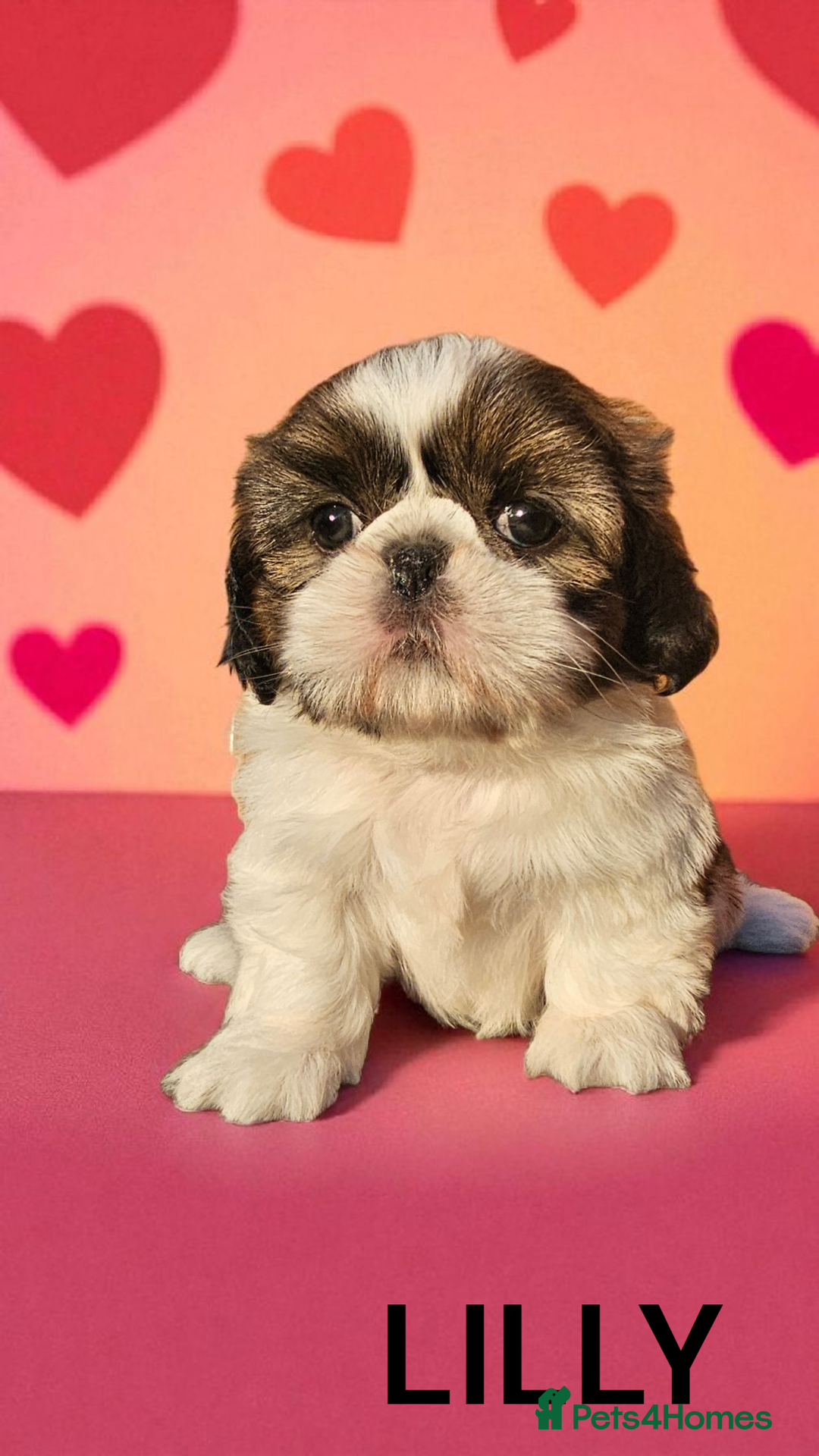 Shih Tzu dogs for sale: 💕🐶💕 STUNNING SHIH TZU 💕🐶💕 - Image 34