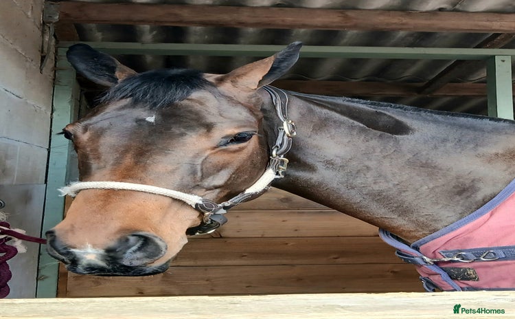 Irish Thoroughbred horses - Advert 1