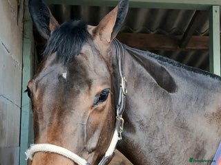 Irish Thoroughbred horses - Advert 1