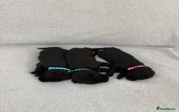 Labrador Retriever dogs for sale: Stunning Labrador Puppies - Image 7