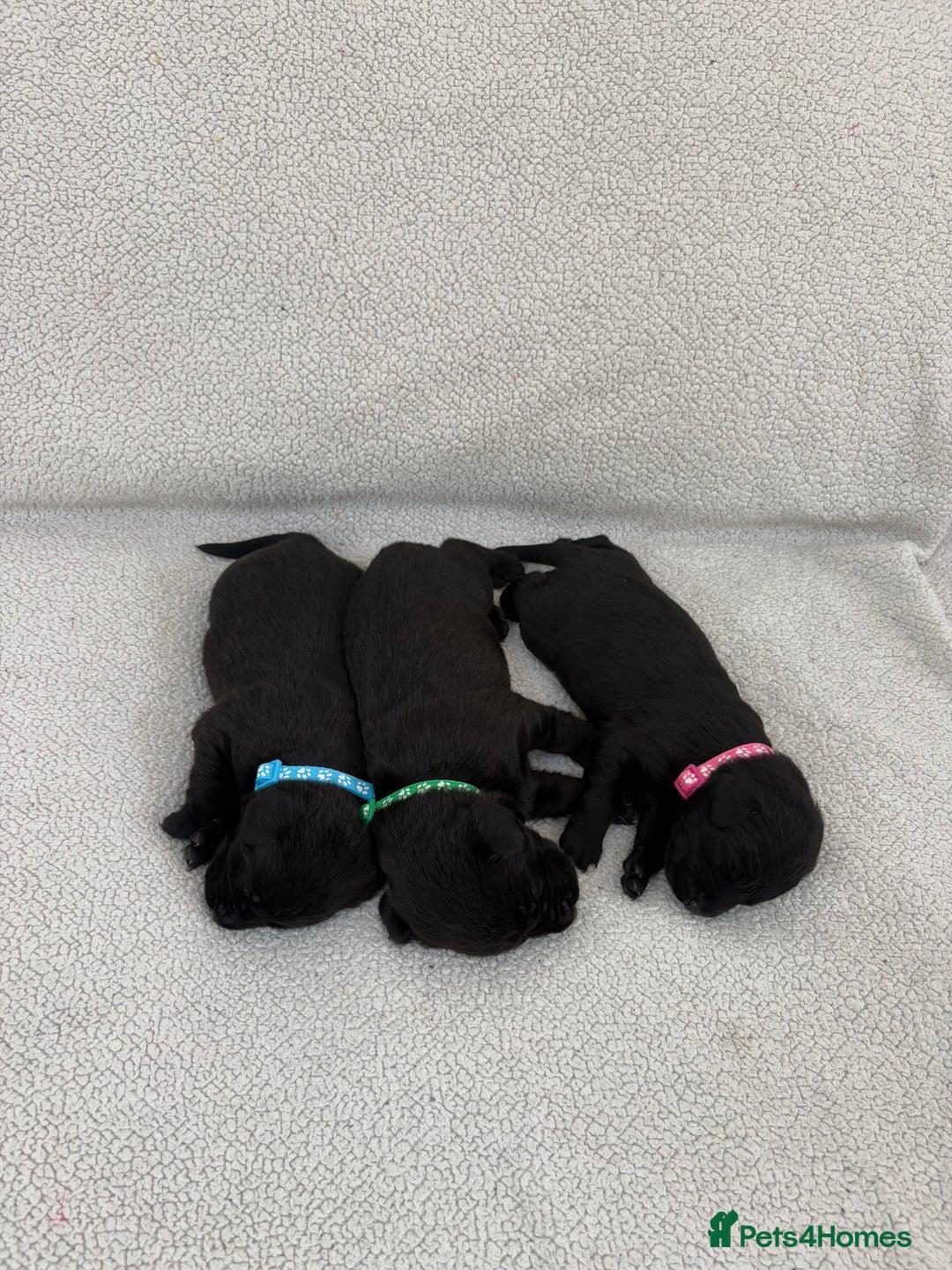 Labrador Retriever dogs for sale: Stunning Labrador Puppies - Image 7