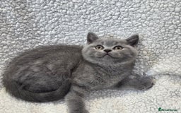 British Shorthair cats for sale: Nice British Shorthair Blue  male kittens - Image 3