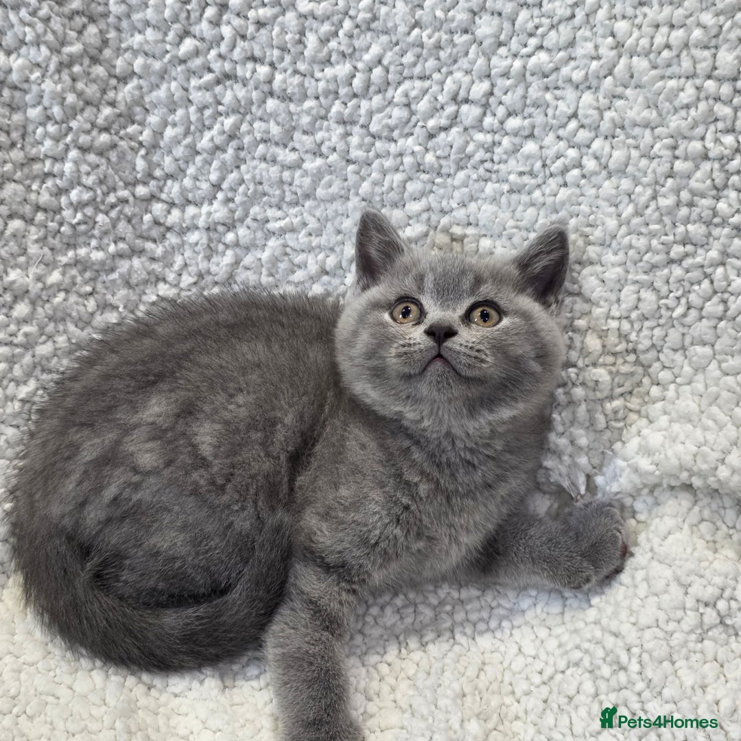 British Shorthair cats for sale: Nice British Shorthair Blue  male kittens - Image 3
