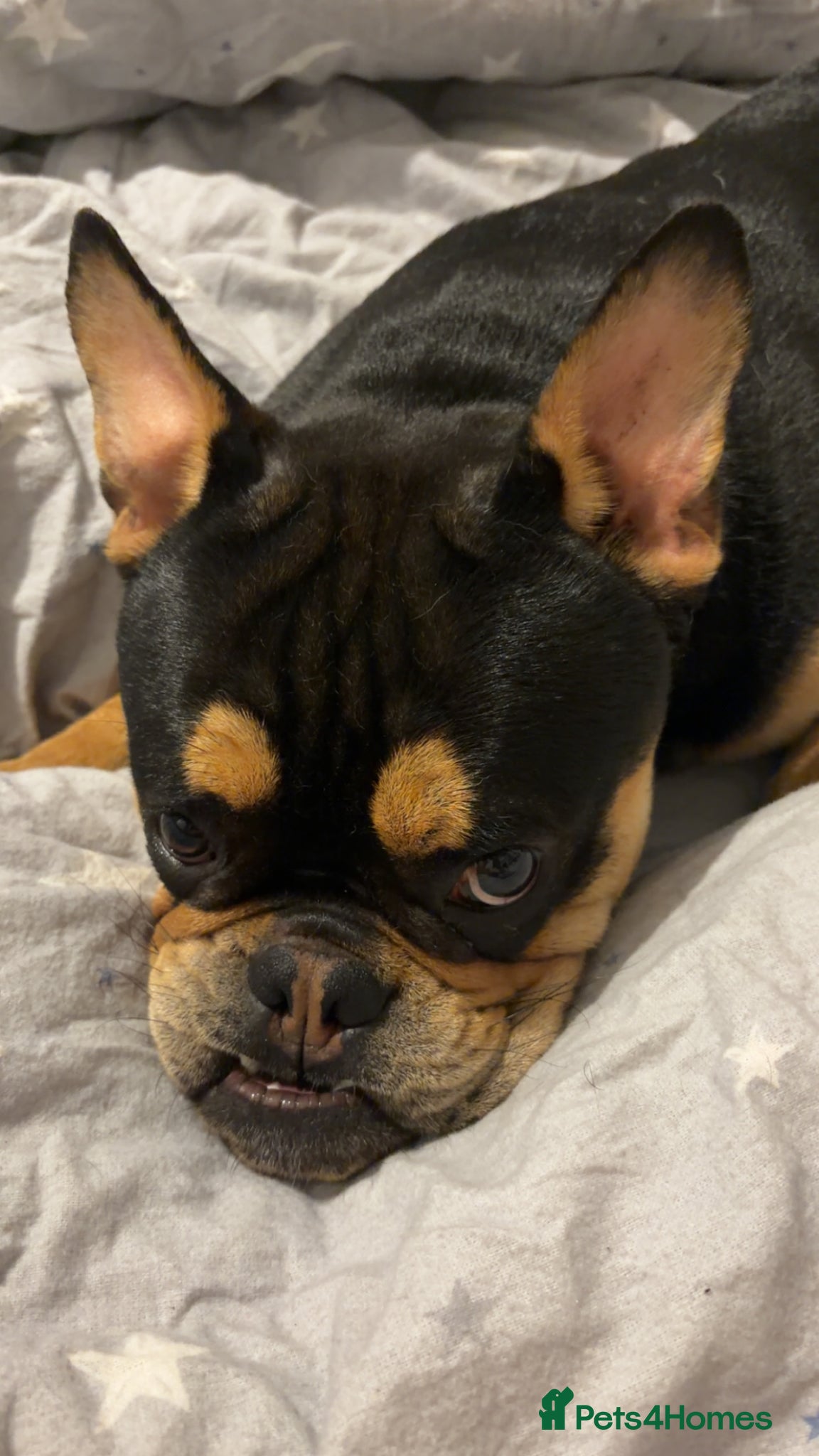 Mixed Breed dogs for sale: English x french Bulldog - Advert 1