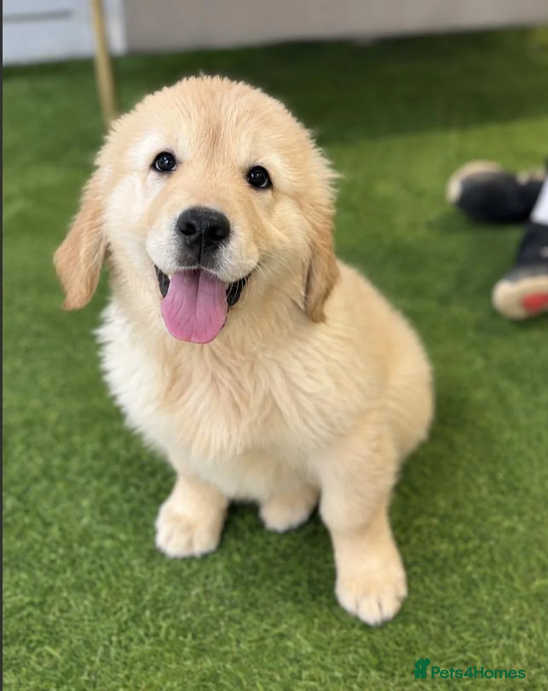 Golden Retriever dogs for sale: Advanced trained golden retrievers  - Advert 6