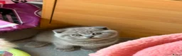 Scottish Fold cats for sale: 7 Scottish fold 😍beautiful  healthy kittens - Advert 17