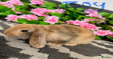 Mini Lop rabbits - Advert 7