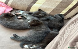 Siamese cats for sale: 4 boy kittens available  - Image 7