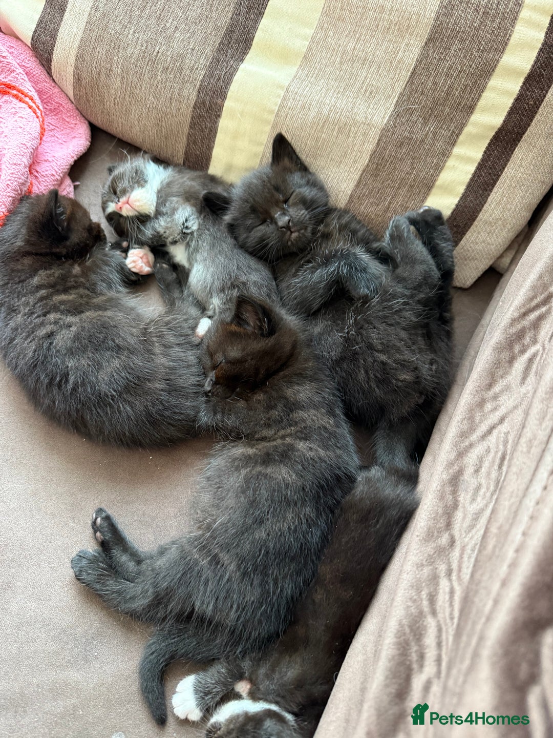 Siamese cats for sale: 4 boy kittens available  - Image 7