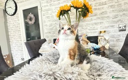 Asian cats for sale: Kittens - Image 7