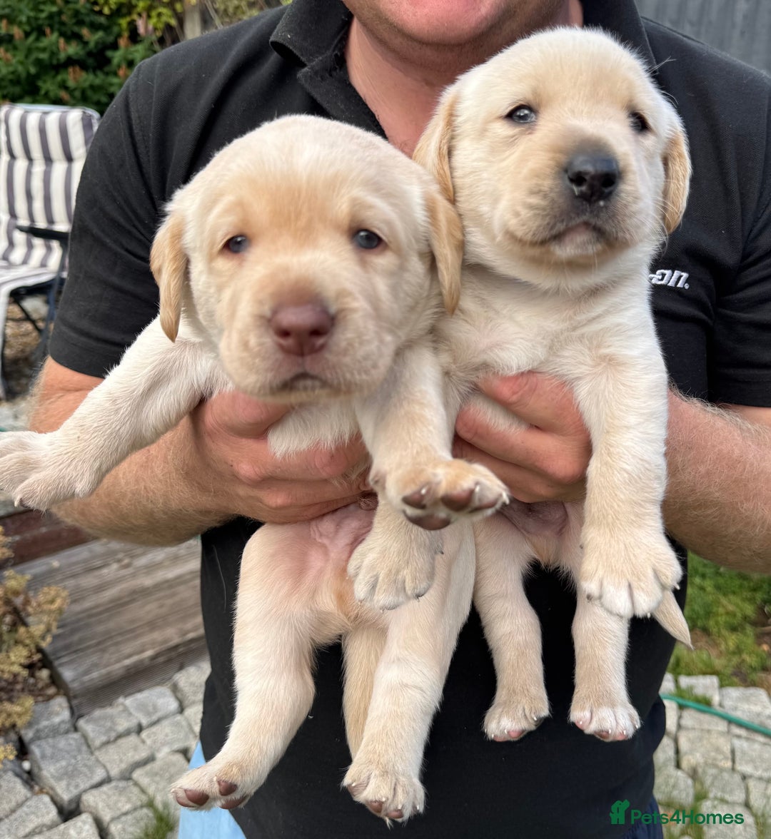 Labrador Retriever dogs for sale: Labrador puppies for sale  in Leicester - Image 11