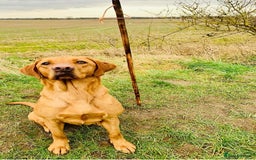 Labrador Retriever dogs for sale: KC registered Fox Red Labrador puppies  - Image 18