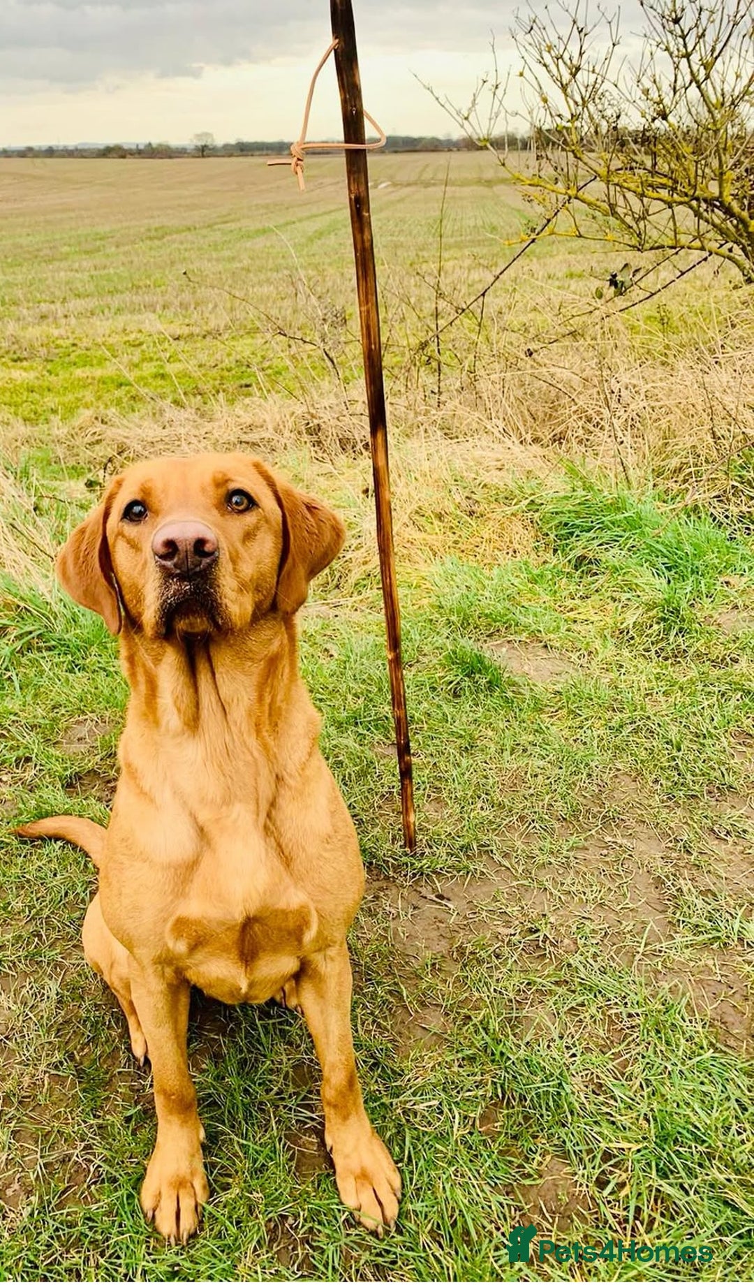 Labrador Retriever dogs for sale: KC registered Fox Red Labrador puppies  - Image 18