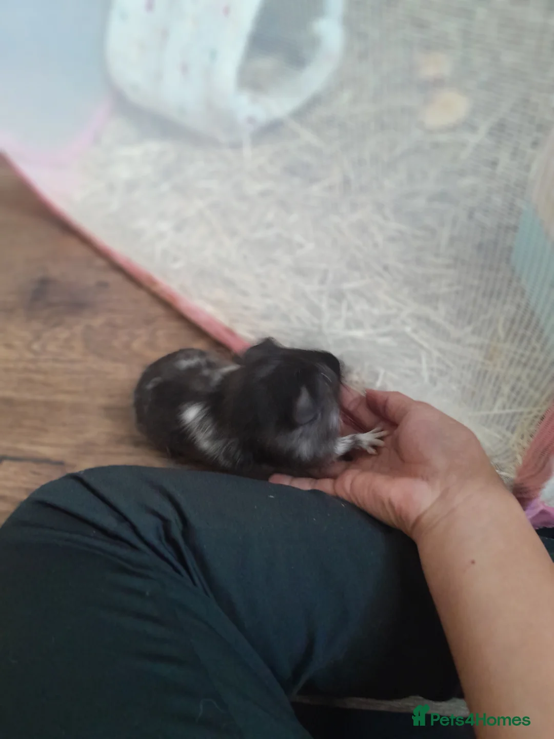 Guinea Pig rodents for sale: White and black guinea pig for sale in Harrow - Advert 2