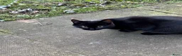 Domestic Shorthair cats for sale: Bundle of fun and love kittens in Saint Helens - Advert 2