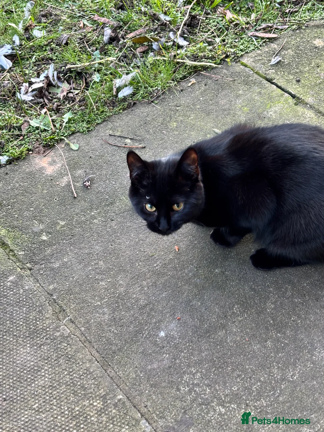 Domestic Shorthair cats for sale: Bundle of fun and love kittens in Saint Helens - Advert 2