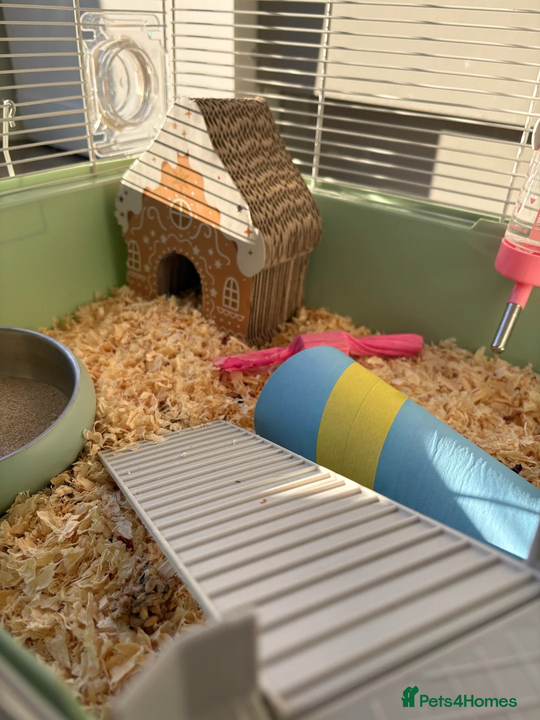 Hamster rodents for sale: Hamster Bean - Advert 5