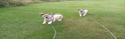 Lhasa Apso dogs for stud: Walter Lhasa apso for stud - Advert 3