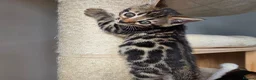 Bengal cats for sale: Beautiful Bengal Kittens ✨️ - Advert 4
