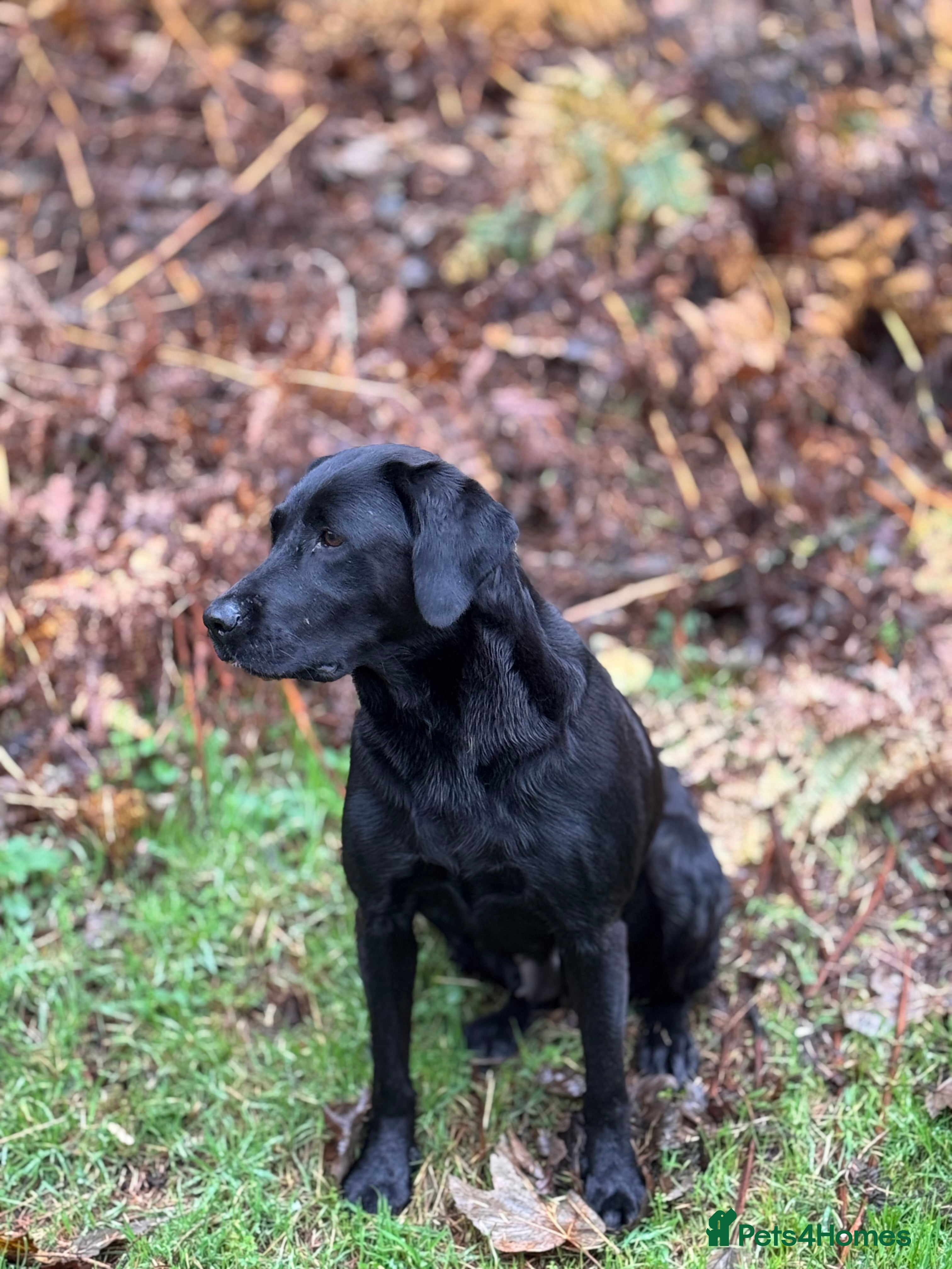 Labrador Retriever dogs Labrador retriever male  - Advert 1